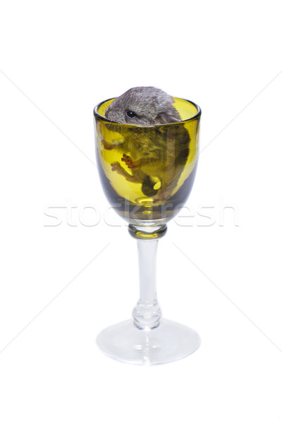 Cute chinchilla baby glas vergadering groene Stockfoto © svetography