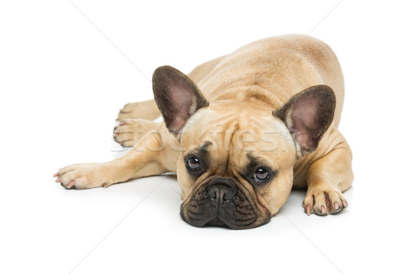 Hermosa francés bulldog perro retrato jóvenes Foto stock © svetography