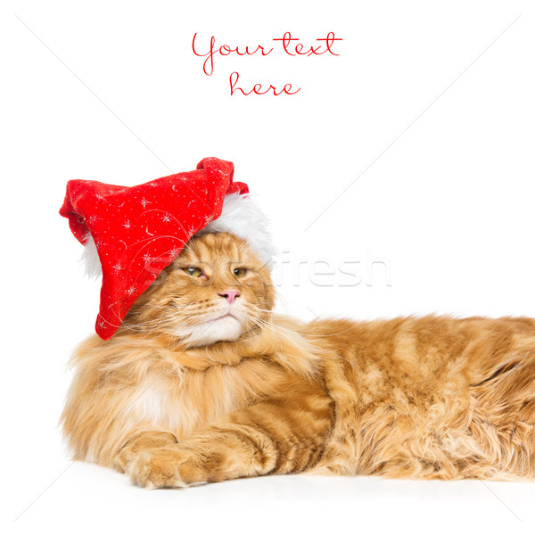 Big ginger cat in christmas hat Stock photo © svetography