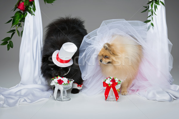 Stock photo: dog wedding couple under flower arch