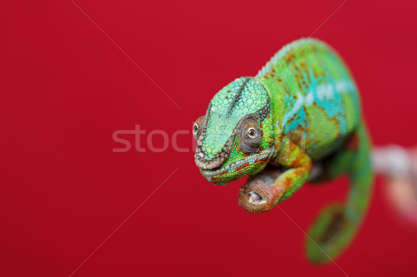 Lebendig Chamäleon reptil Sitzung Zweig Stock foto © svetography