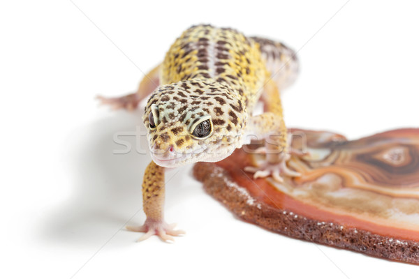 Pequeno lagarto animal de estimação sessão pedra isolado Foto stock © svetography