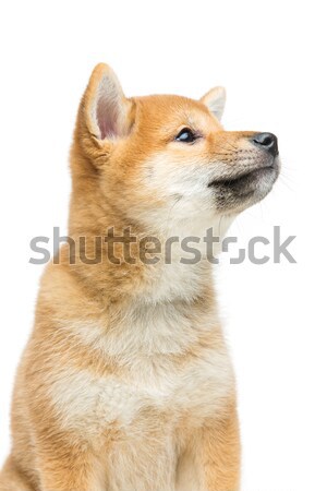 Mooie puppy geïsoleerd witte bruin japans Stockfoto © svetography