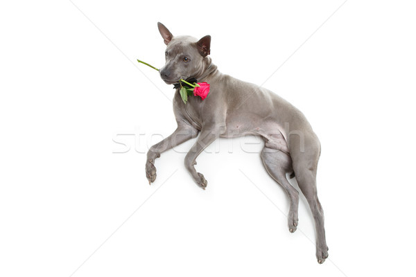 dog in bowtie holding rose in mouth Stock photo © svetography