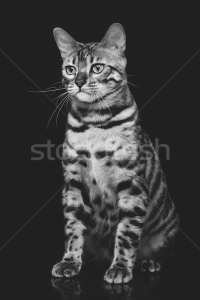 Beautiful bengal cat Stock photo © svetography