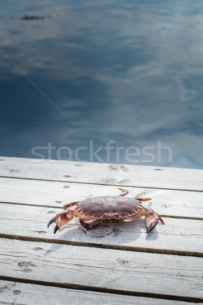 alive crab standing on wooden floor Stock photo © svetography