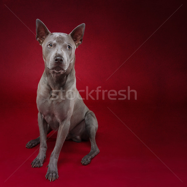 Tailandez câine roşu frumos şedinţei Imagine de stoc © svetography