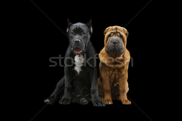 Güzel iki köpek yavrusu köpekler yalıtılmış Stok fotoğraf © svetography