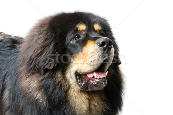 Stockfoto: Mooie · groot · bulhond · hond · portret