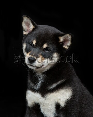 Stockfoto: Mooie · puppy · zwarte · japans · hond · vergadering