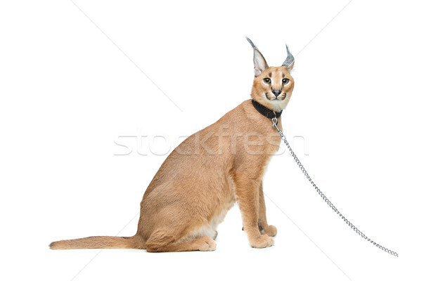 Beautiful caracal lynx isolated on white Stock photo © svetography