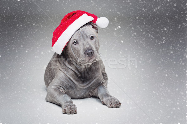 Foto d'archivio: Thai · cucciolo · natale · Hat · bella · mesi