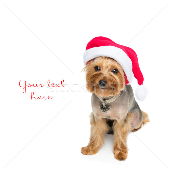 Yorkshire terrier dog in christmas cap Stock photo © svetography