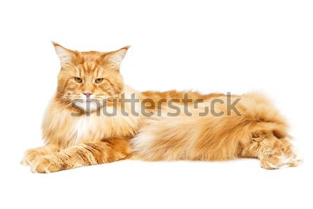 Beautiful maine coon cat Stock photo © svetography