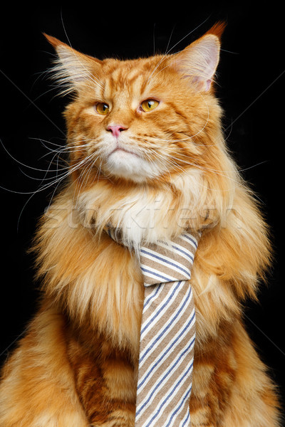 Stock photo: Beautiful maine coon cat with man tie