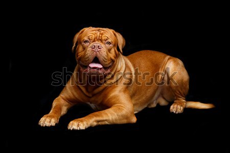 beautiful bordeaux dogue dog Stock photo © svetography