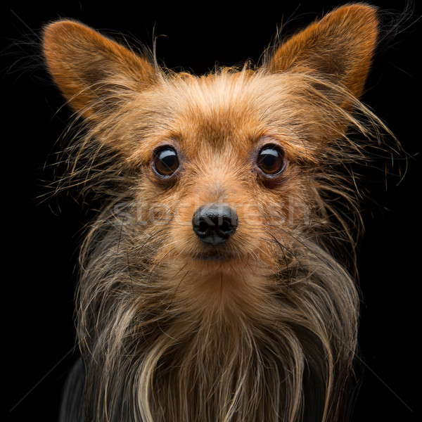 Metis dog Stock photo © svetography