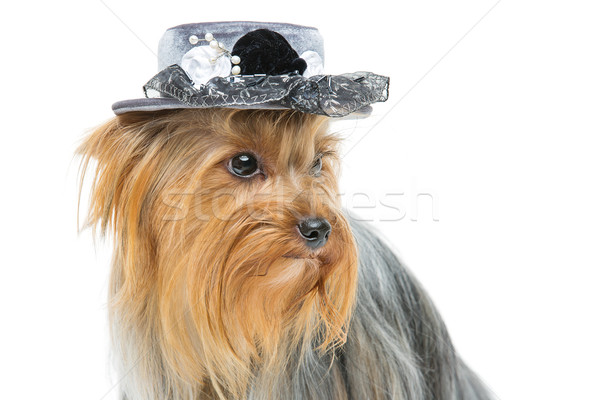 Beautiful yorkshire terrier in fancy hat Stock photo © svetography