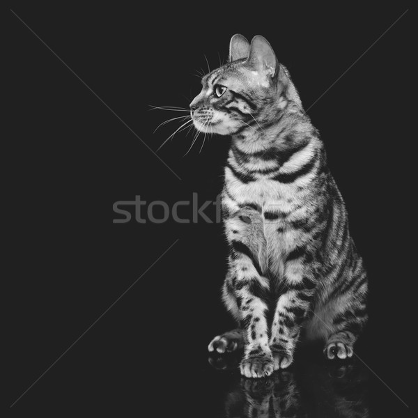 Stockfoto: Mooie · kat · portret · staren · iets