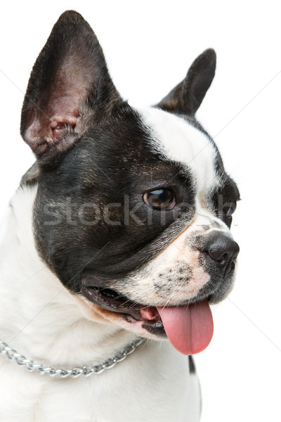 Francia bulldog kutya izolált fehér gyönyörű Stock fotó © svetography