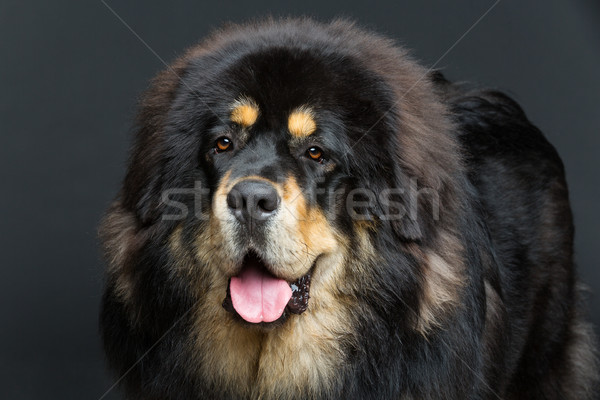Belo grande mastim cão retrato Foto stock © svetography