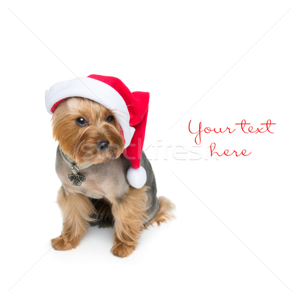 Yorkshire terrier perro Navidad CAP adorable Foto stock © svetography