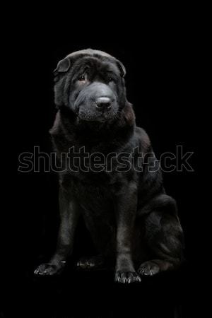 Beautiful shar pei dog over black background  Stock photo © svetography