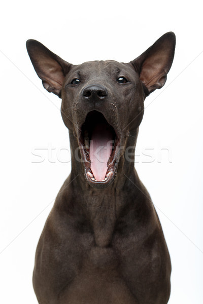 beautiful thai ridgeback puppy yawning Stock photo © svetography