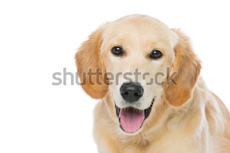 Foto stock: Jóvenes · golden · retriever · perro · sesión · aislado · blanco