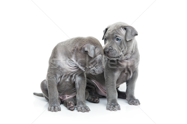 Two thai ridgeback puppies isolated on white Stock photo © svetography