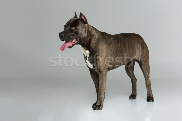 Stock photo: Beautiful amstaff dog