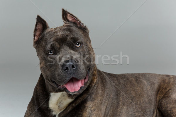 Mooie hond tijger Blauw kleur Stockfoto © svetography