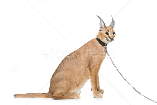 Beautiful caracal lynx isolated on white Stock photo © svetography