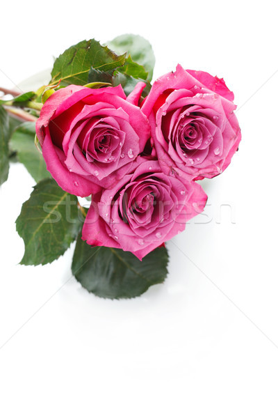 Foto stock: Rosa · rosas · aislado · blanco · espacio · de · la · copia