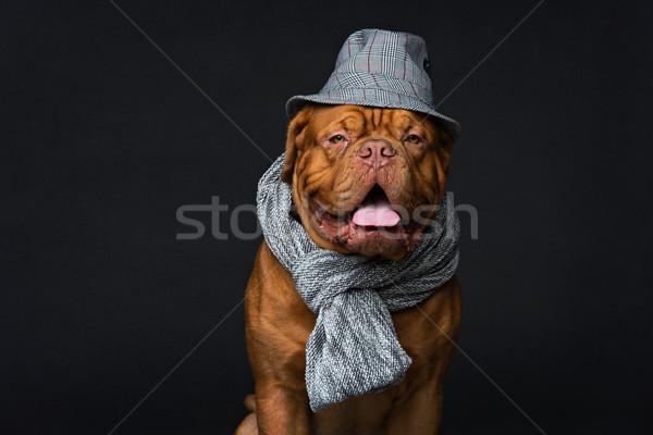 Dog in hat and scarf Stock photo © svetography