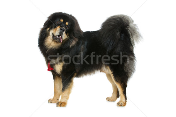 Belo grande mastim cão retrato em pé Foto stock © svetography