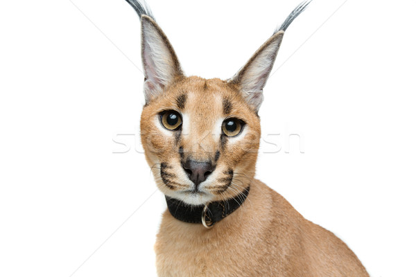 Beautiful caracal lynx isolated on white Stock photo © svetography