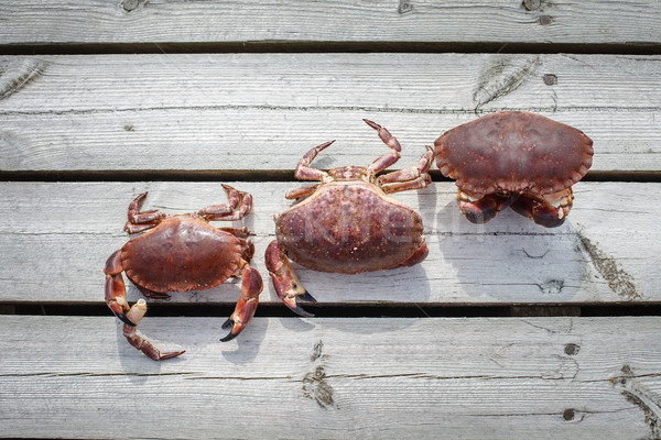 three alive crabs standing on wooden floor Stock photo © svetography