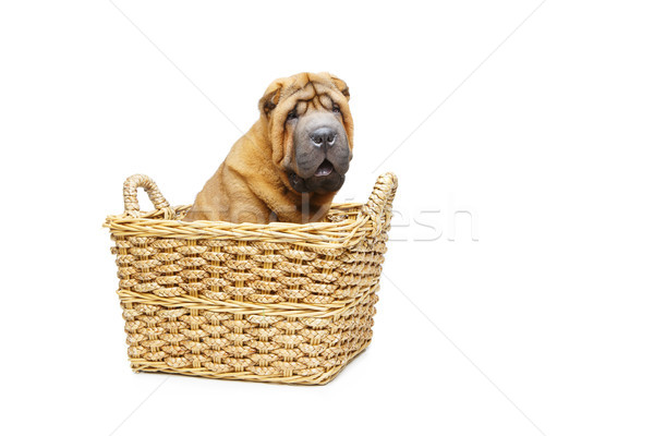 beautiful shar pei puppy in basket Stock photo © svetography