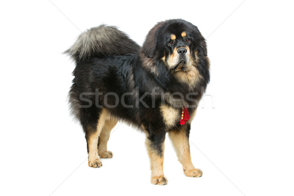 Belle grand mastiff chien portrait permanent Photo stock © svetography