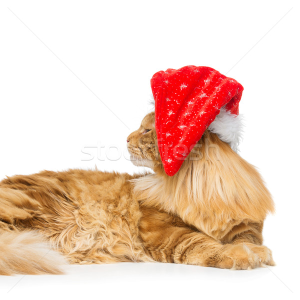 Duży imbir kot christmas hat Maine Zdjęcia stock © svetography