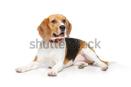 Mooie beagle hond geïsoleerd witte meisje Stockfoto © svetography