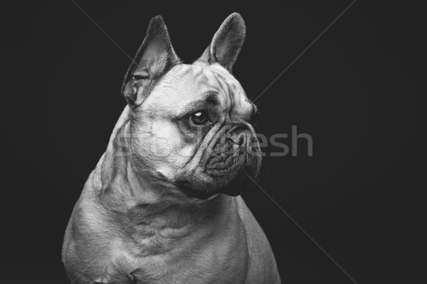 Hermosa francés bulldog perro retrato jóvenes Foto stock © svetography