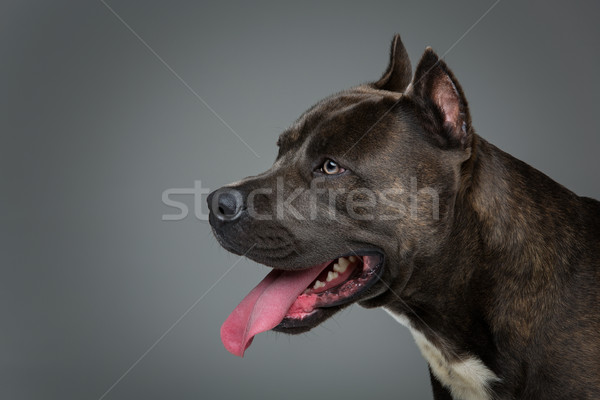 Güzel köpek kaplan mavi renk Stok fotoğraf © svetography