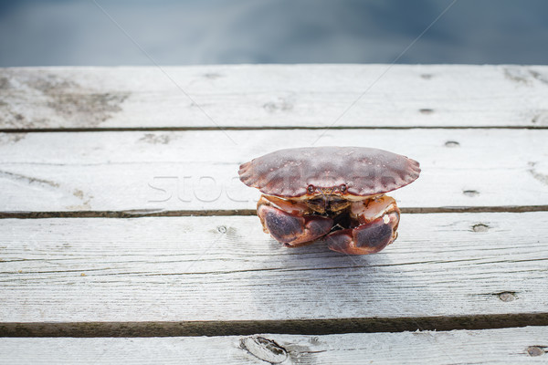 Vivo caranguejo em pé ao ar livre tiro Foto stock © svetography