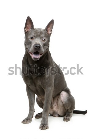 Stock photo: beautiful blue thai ridgeback dog