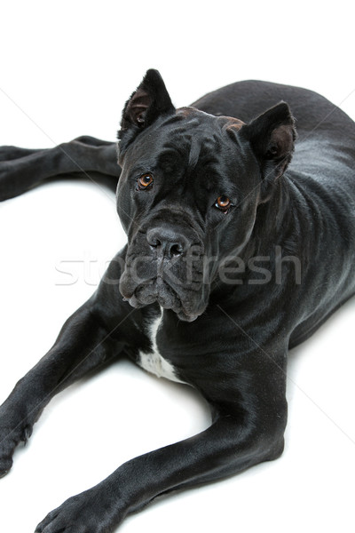 Stockfoto: Mooie · riet · hond · vloer · geïsoleerd · witte