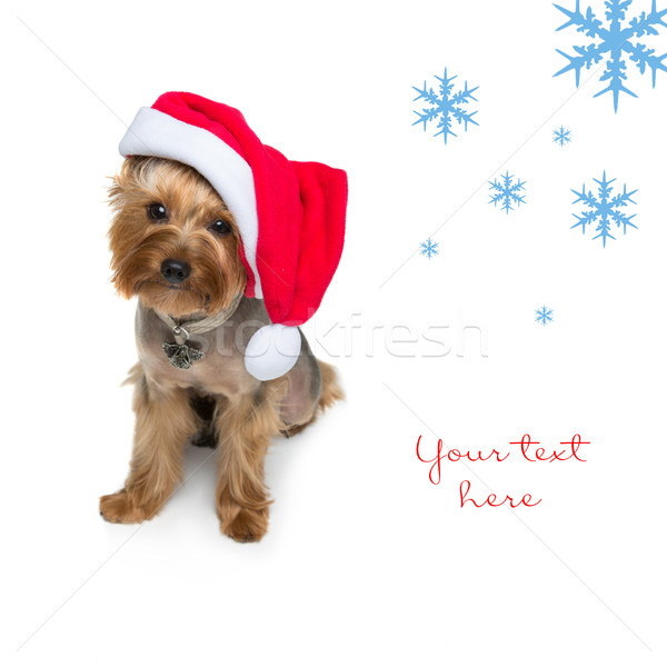 Yorkshire terrier dog in christmas cap Stock photo © svetography