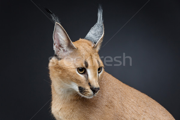 Beautiful caracal lynx over black background Stock photo © svetography