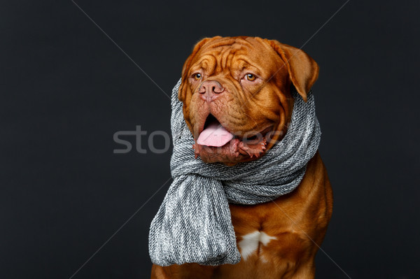 beautiful bordeaux dogue dog in scarf Stock photo © svetography